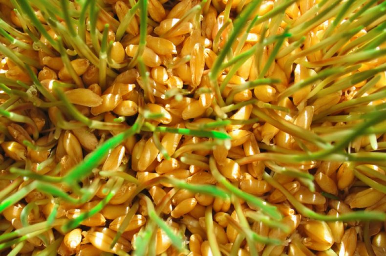 Зерна пророщенной пшеницы
