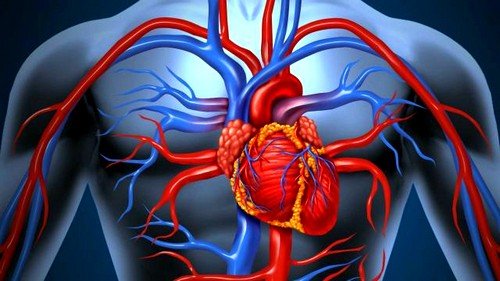 Сердечная недостаточность может быть классифицирована по происхождению: миокардиальная, перегрузочная, смешанная 