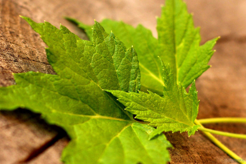 Листья смородины - лечебные свойства и противопоказания