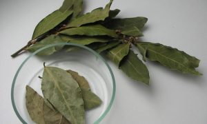 сушеные лавровые листья