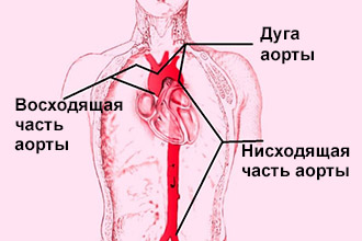 Топография аорты