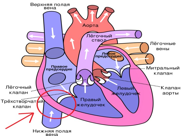 Что такое евстахиева заслонка и где находится