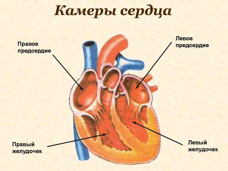Внутренняя структура сердца