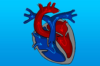 Функции человеческого сердца