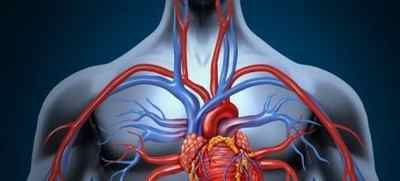 Расположение самого важного органа с какой стороны сердце у человека