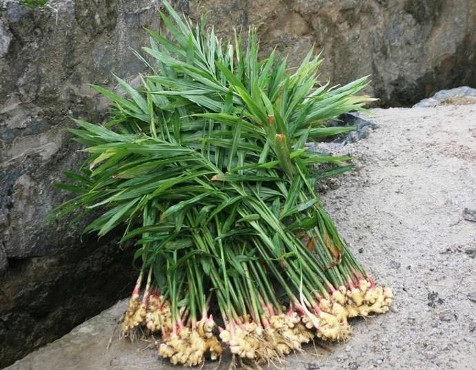 При выращивании с целью получения урожая для использования в пищу, корневище выкапывается в осенний период