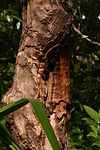 Cinnamomum verum sey 2.jpg