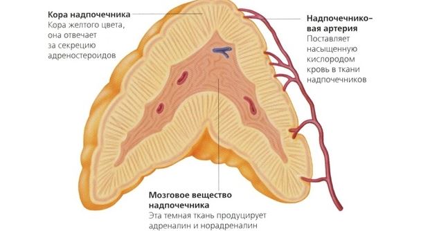 Нарушение функции надпочечников