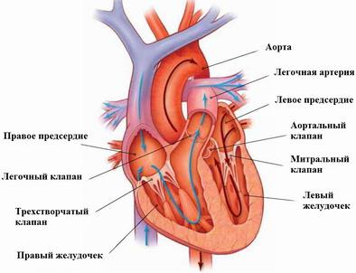 сердце рисунок 