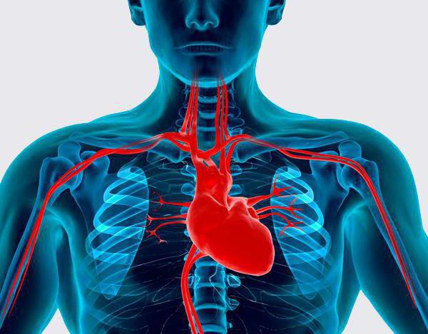 факторы риска сердечно сосудистых заболеваний