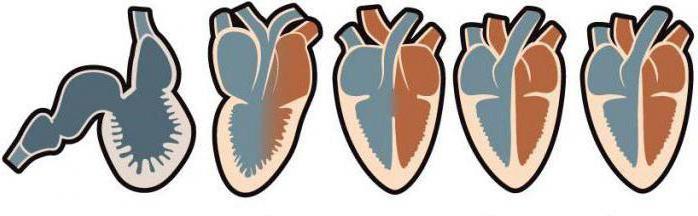 Четырехкамерное сердце имеют 
