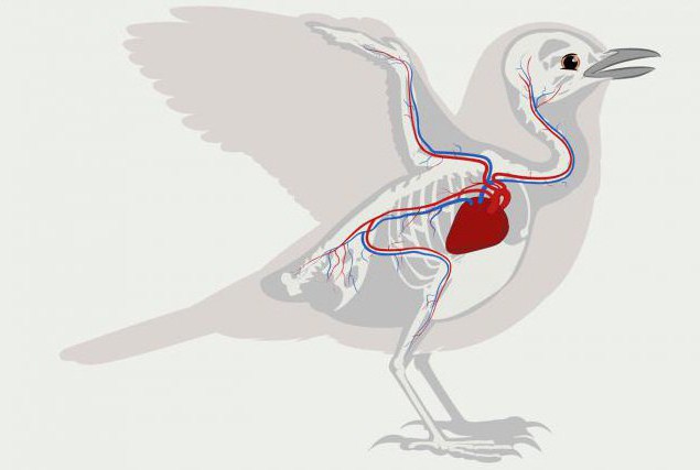 У птиц четырехкамерное сердце 