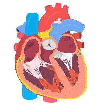 У млекопитающих четырехкамерное сердце 