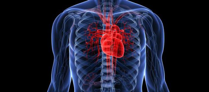 строение сердца человека анатомия