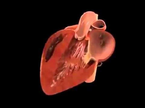 2 створчатый клапан сердца