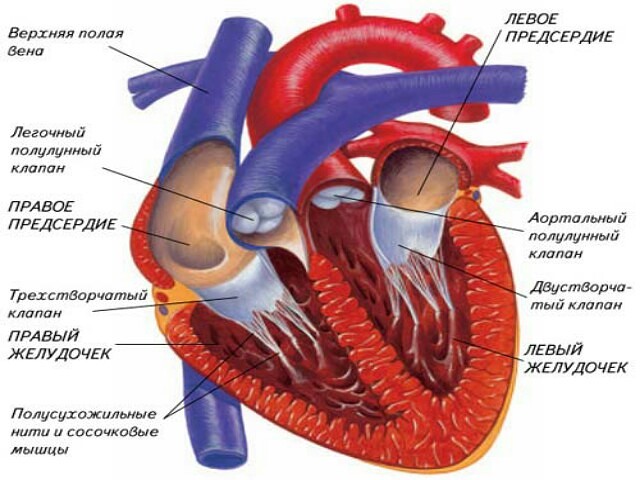 Строение сердца
