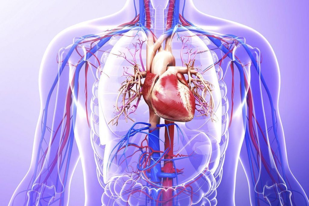 Сердечная система