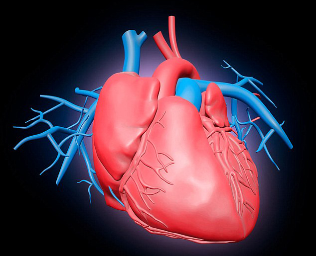 Сердце - самый важный орган