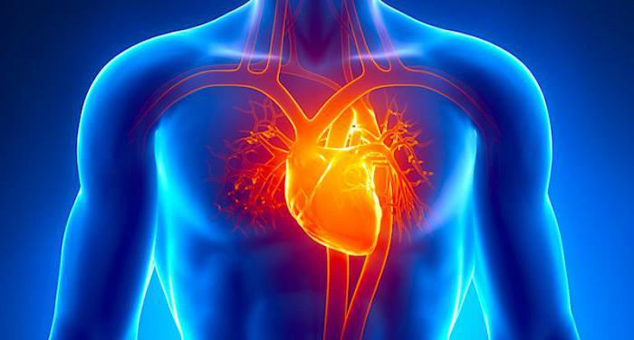 Сердце и аорты внутри человека