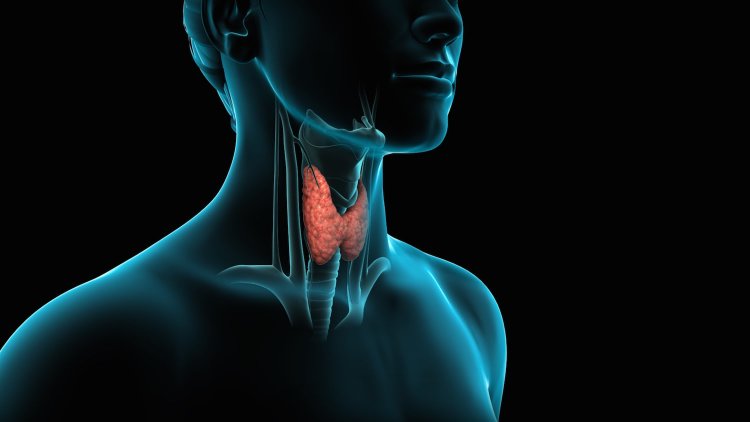Расположение щитовидки
