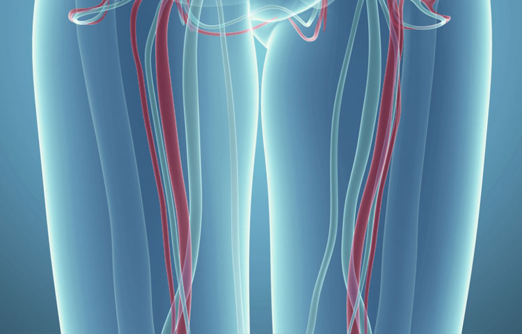 анатомия вен и артерий