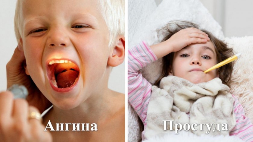 Проказания к применению шиповника