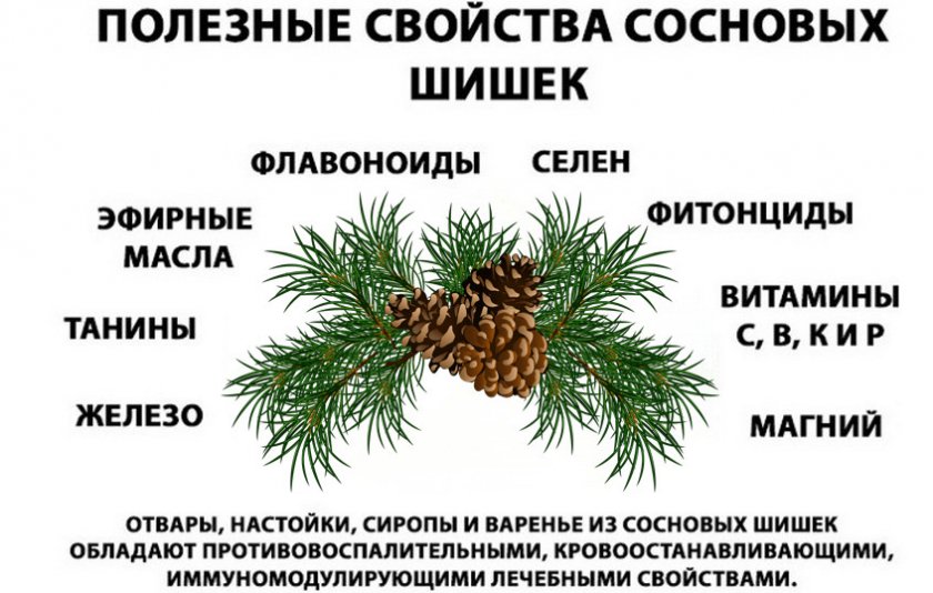 Полезные свойства сосновых шишек