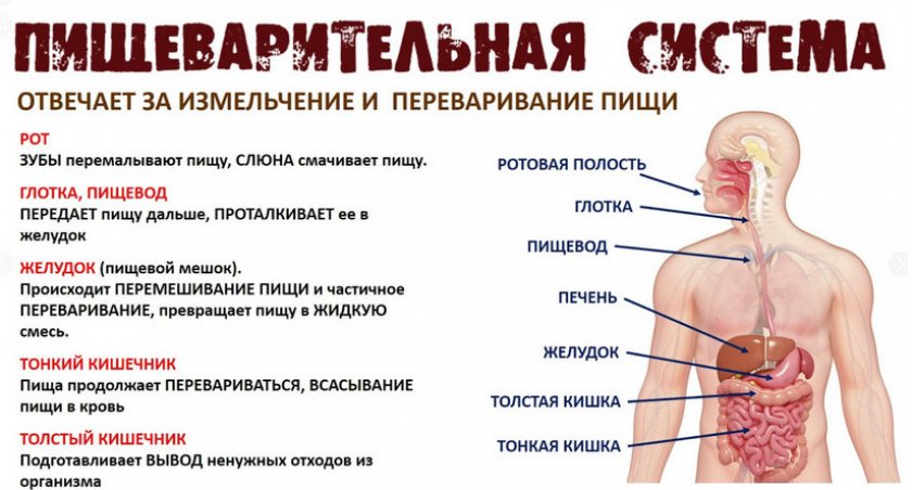 Пищеварительная система