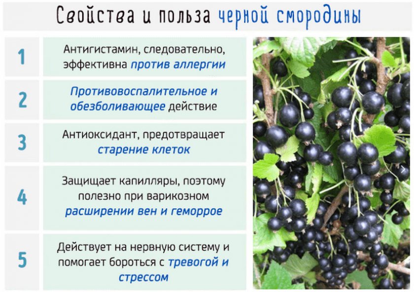 Полезные свойства чёрной смородины