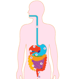 Пищеварительный тракт