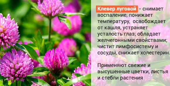 Народные средства от давления. Лечение методом Шишонина, как понизить гомеопатией, без лекарств