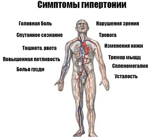 Народные средства от давления. Лечение методом Шишонина, как понизить гомеопатией, без лекарств