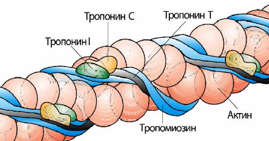 Тропонины