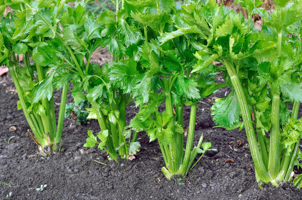 Сельдерей можно выращивать рассадой или сразу сеять в грунт