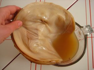 Польза чайного гриба для печени