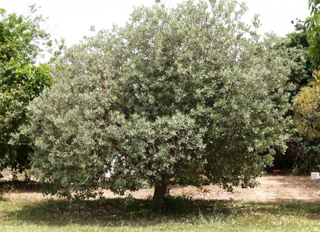 Дерево фейхоа