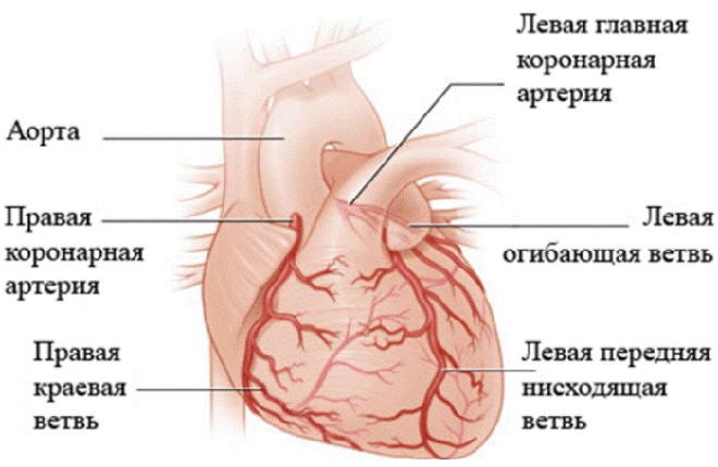 Размещение аорт в сердце человека
