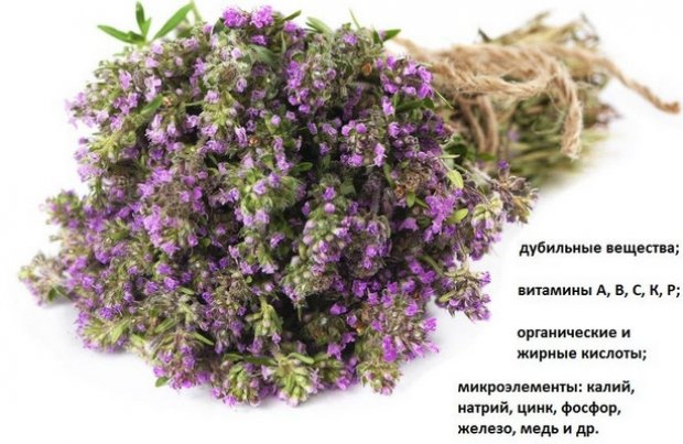 Чем богата трава