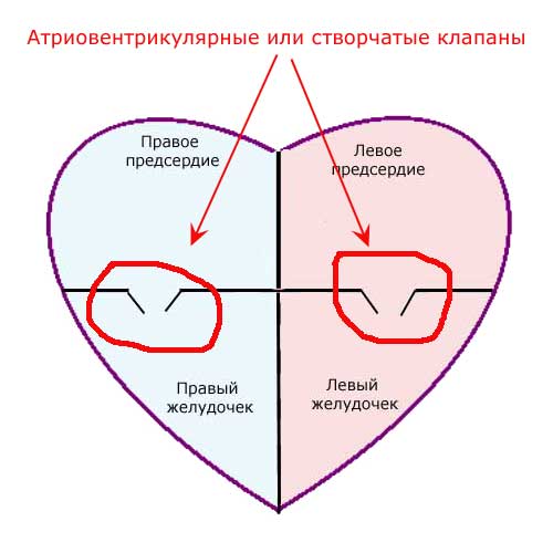 атриовентрикулярные или створчатые клапаны сердца