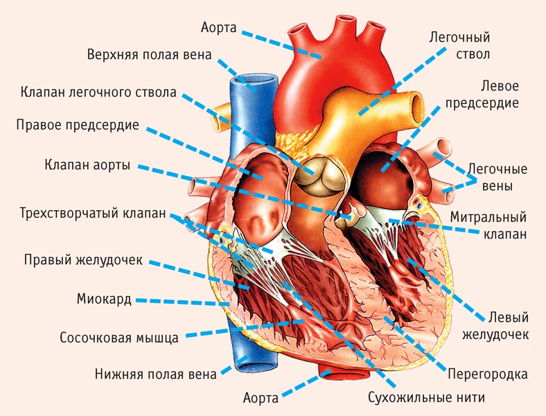 Сердце человека 