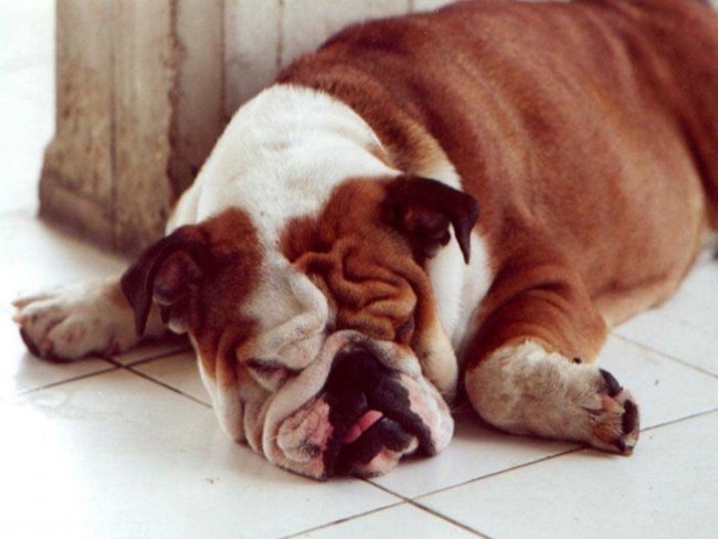 Храпящая собака на плиточном полу