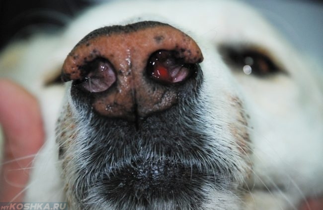 Полипы в носу у собаки в приближенном виде