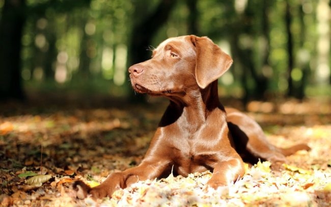 Собака коричневого окраса на солнце