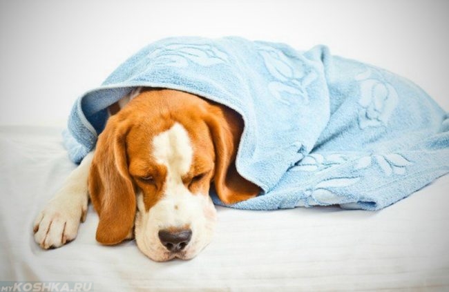 Собака прикрытая одеялом голубого цвета