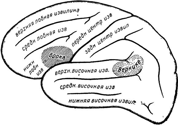 речевые зоны мозга