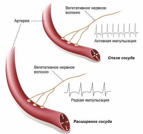 Влияние вегетативной регуляции на сосуды