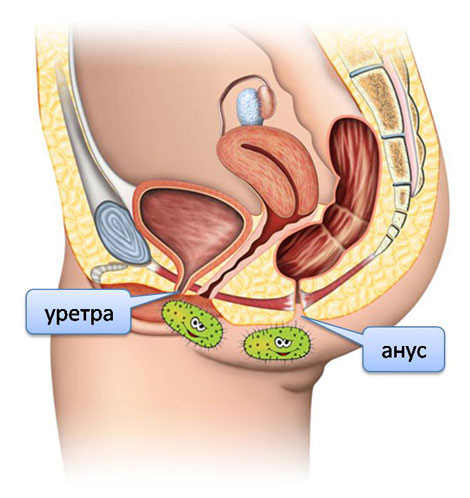 из ануса в уретру