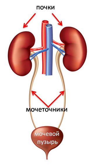 мочевыводящие пути