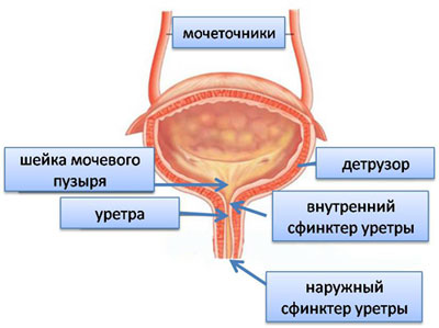 мочевой пузырь