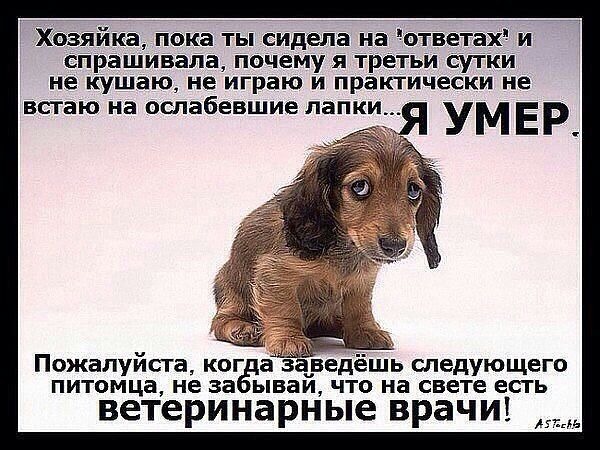 Ответы@Mail.Ru: У кота течет кровь из глаза